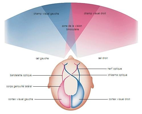 Chiasma et voies nerveuses optiques champ visuel