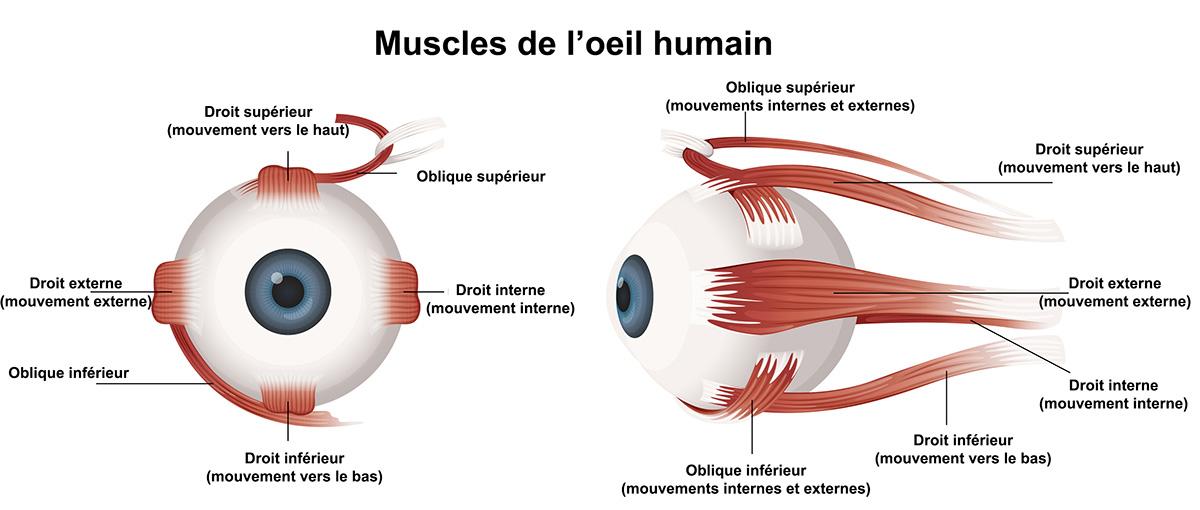 Muscles de loeil humain