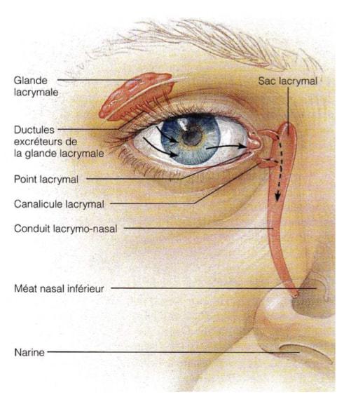 Glandes lacrymales