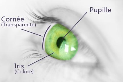 Pupille Cornee Iris