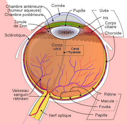 Oeil Schema anatomie